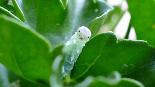 Close-up of snake on plant