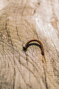 High angle view of lizard on wood