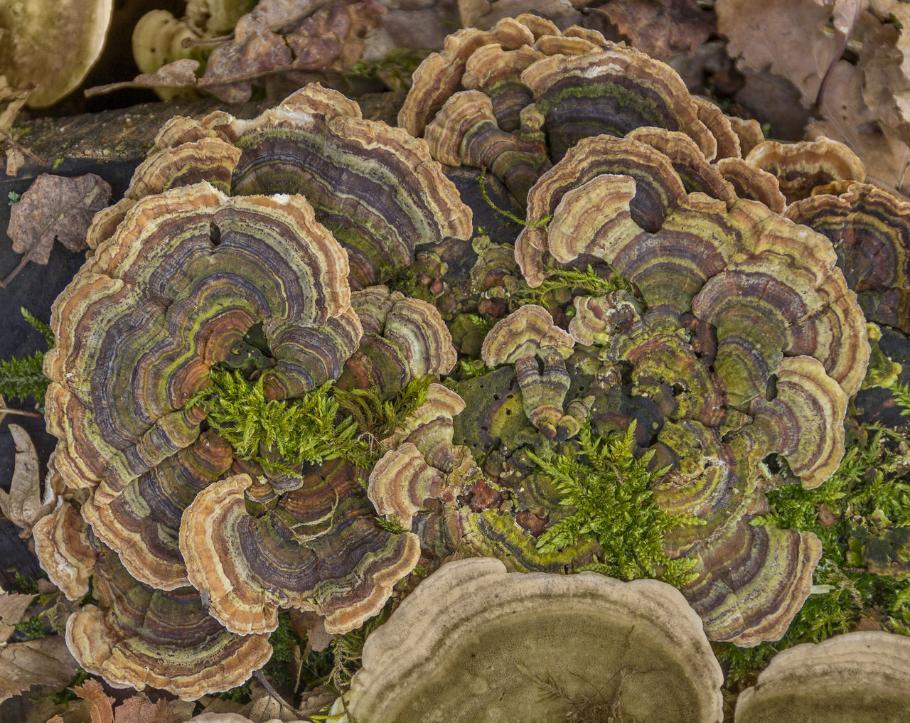 FULL FRAME SHOT OF FRESH PLANTS