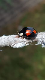 Close-up of ladybug on a land