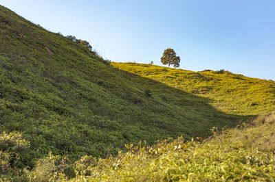 Scenic view of field against clear sky