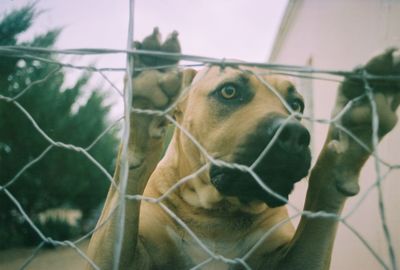 Close-up of dog