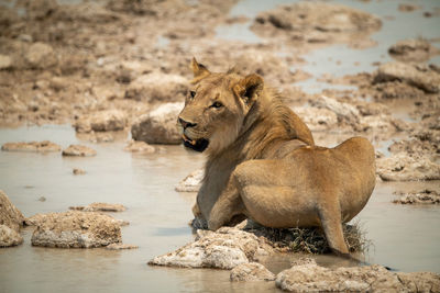 Lion lies on stepping stones looking back