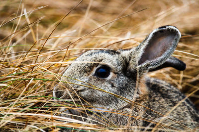 Close-up of an animal