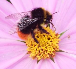 Close-up of bee pollinating on pink flower