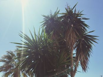 Low angle view of palm trees against blue sky