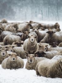 Flock of sheep on snow covered field