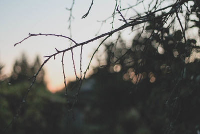 Close-up of wet branches during rainy season