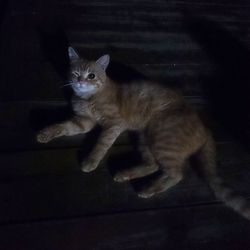 Cat looking away