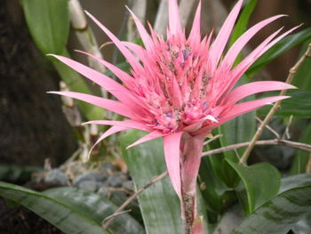 Close-up of pink flower