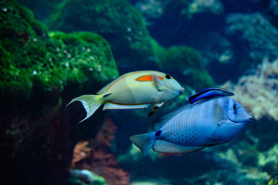Close-up of fish swimming in sea