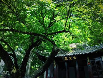 Low angle view of trees and house