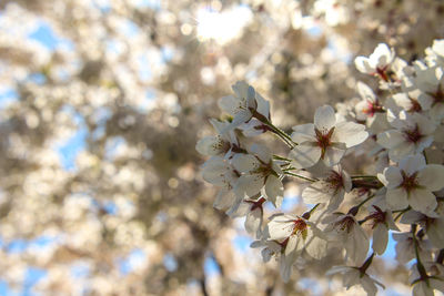 Close-up of fresh white flowers