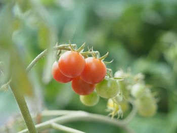 Close-up of cherry tomato growing on plant