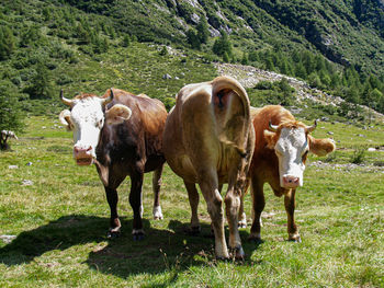 Cows standing in field