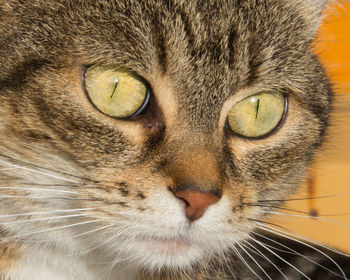 Close-up portrait of cat