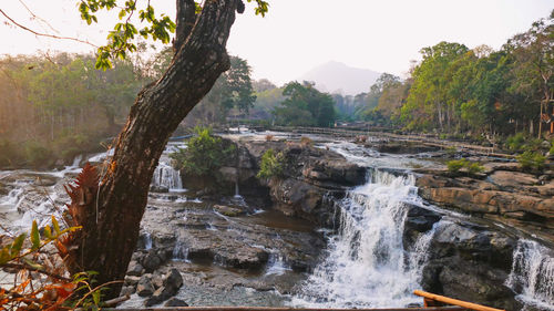 Scenic view of waterfall in forest