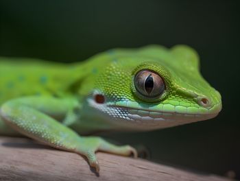 Close-up of lizard