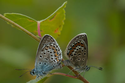 Close-up of butterfly on leaf