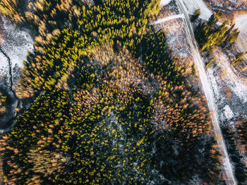 High angle view of trees by rocks