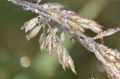 Close-up of wet plant during winter