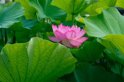 Close-up of pink lotus water lily in pond