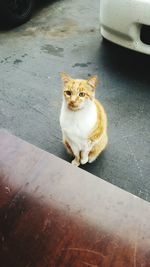 High angle view of stray cat sitting on street