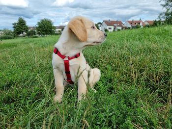 Dog looking away on field