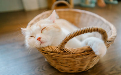 Close-up of a cat