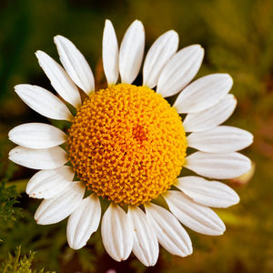 Close-up of white flower