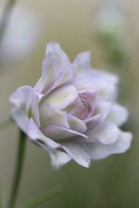 Close-up of purple flower