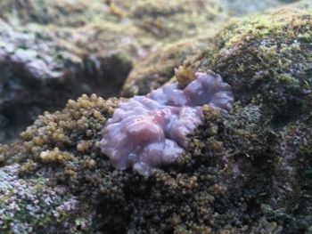 Close-up of jellyfish in water