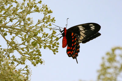 Close-up of butterfly on flower