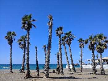 Palm trees on beach against clear blue sky