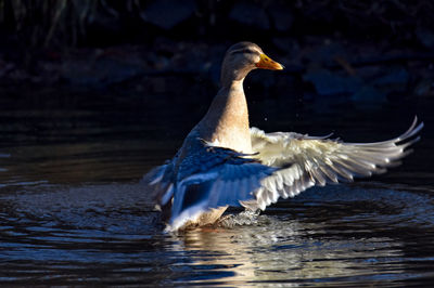 Bird flying over lake