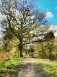 Footpath passing through bare trees