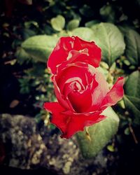 Close-up of red rose