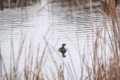 View of bird perching on plant in lake