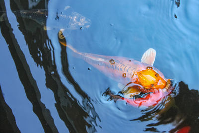 High angle view of koi carps swimming in lake