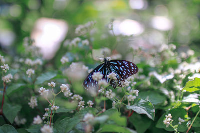 Close-up of butterfly pollinating on flower