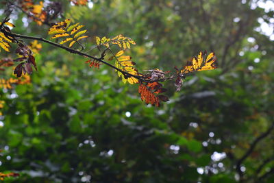 Close-up of tree with red leaves