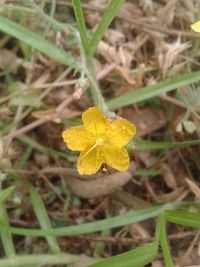 High angle view of yellow flower blooming on field