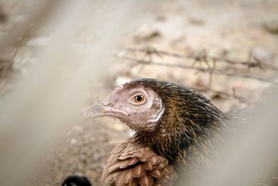 Close-up of a bird  hen  chick