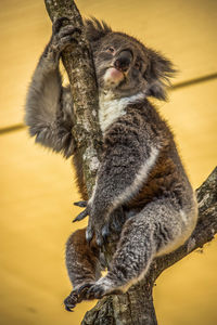 Koala on branch at longleat safari park