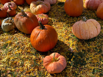 Pumpkins on field