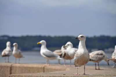 Seagulls on beach against sky