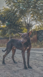 Dog standing on field