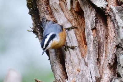 Close-up of bird perching on tree