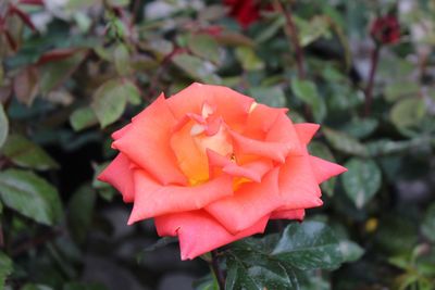 Close-up of red flower blooming outdoors