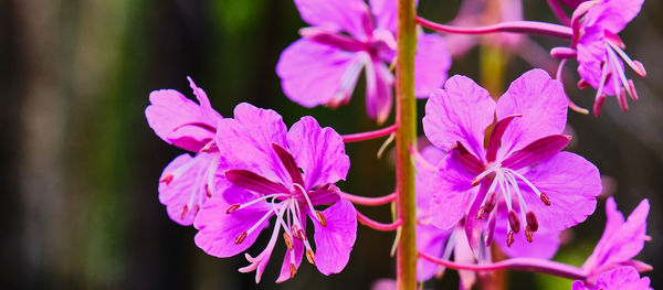 Close-up of pink flowering plant